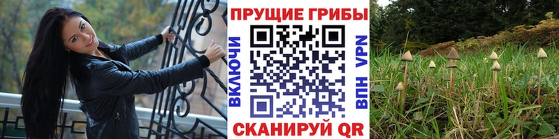 купить наркотик  Гремячинск  Псилоцибиновые грибы GOLDEN TEACHER 